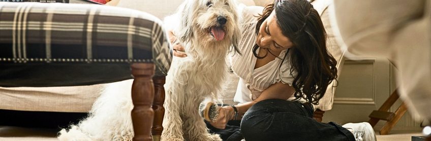 How to Groom a Labradoodle at Home?