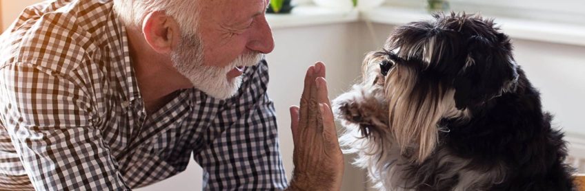How to Improve Your Senior Dog's Quality of Life