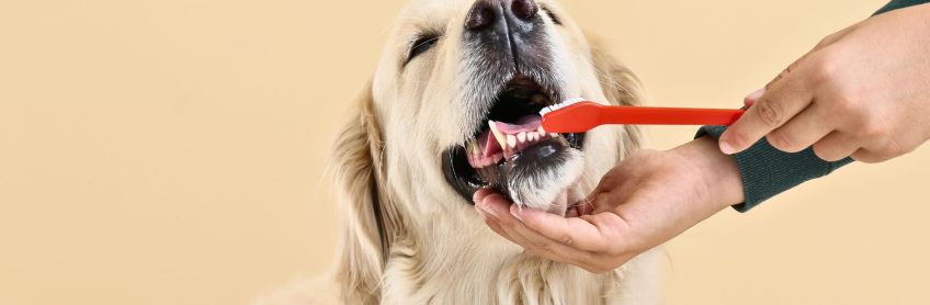 How to brush your Dogs Teeth