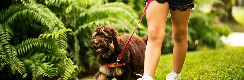 Importance of Training for Labradoodles