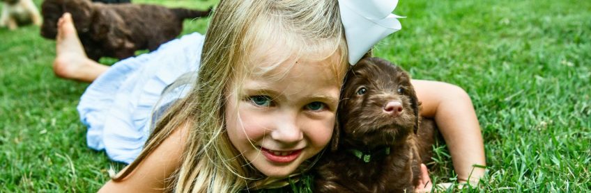 Introducing your Labradoodle Puppy