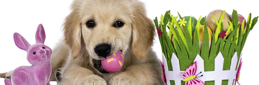 Keeping Your Dog Safe During Easter