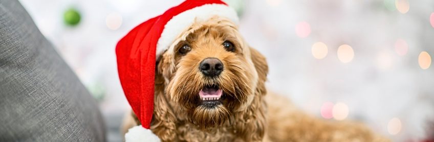 Keeping Your Labradoodle Safe This Christmas