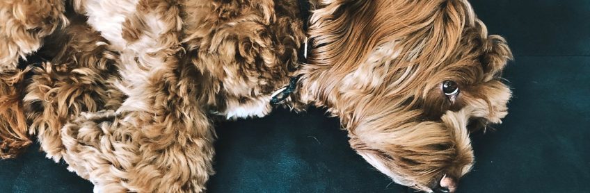 3 Recipes to Help Improve Dog Kidney Health