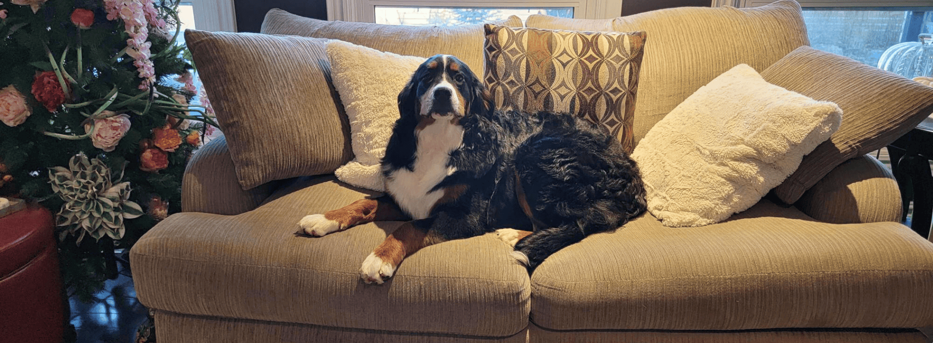 Our Beautiful Margaret - Bernese Mountain Dog