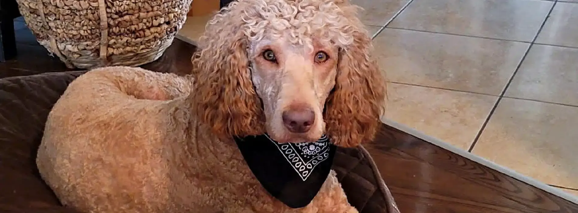 Meet Gracie, our beautiful Labradoodle