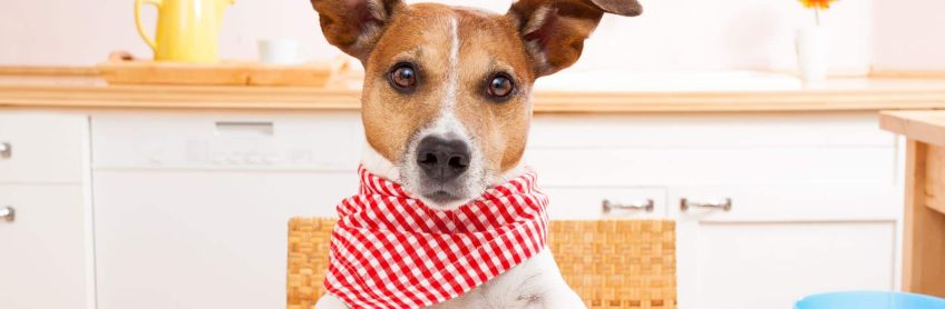 My Dog Nutrition
