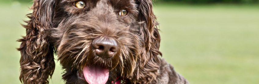 New Year's Resolutions to Help Your Labradoodle Live Longer