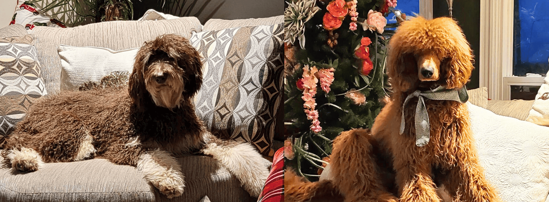 Current Litter Of PORTIA & BENNIE | Cucciolini Doodles