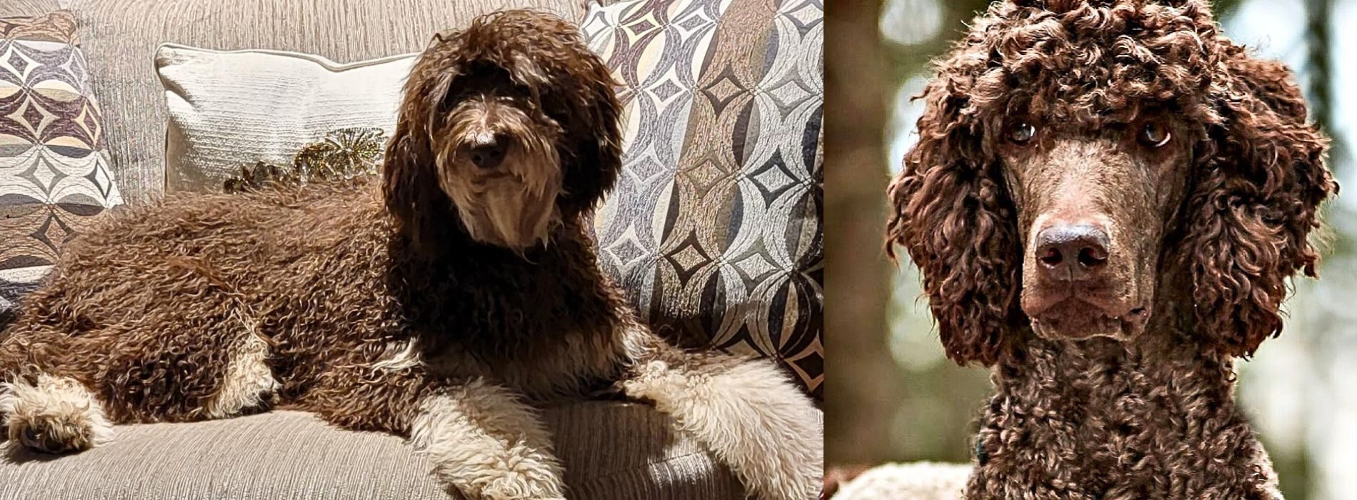 Portia and Max at Labradoodles by Cucciolini