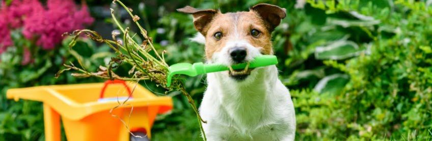 Puppy proof your yard and home