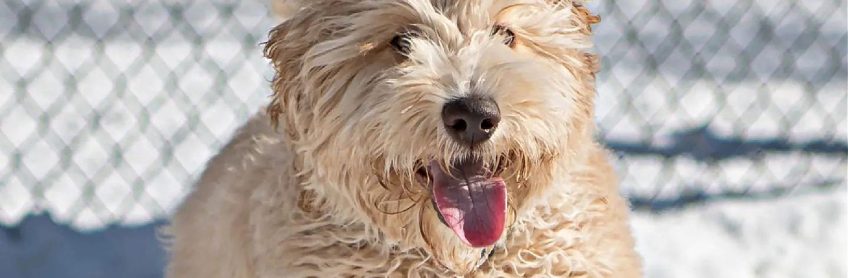 The Complete Guide to the F1B Labradoodle