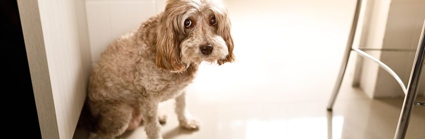 The Complete Guide to why is my dog pooping in the house and Why Dogs Do That | Pooping in the house is a common problem for dog owners.