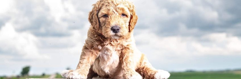 Tips to Bringing a Labradoodle Puppy Home