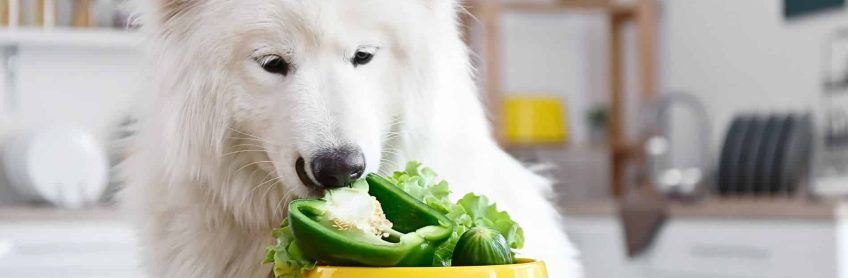 Vitamins and Minerals: Nutrition Guide for Your Dog