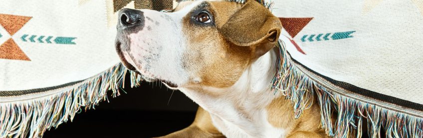 Understanding more about what are the Causes of Separation Anxiety in Dogs are dog's and what you can do to manage it.