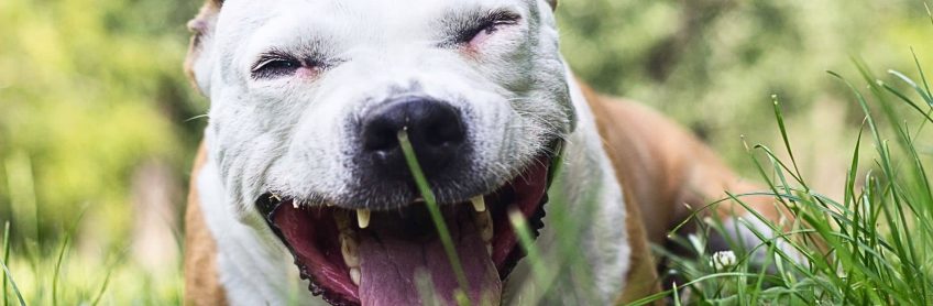 What are the Treatments & Prevention of KENNEL COUGH in Dogs?