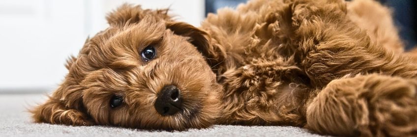 Choosing the Right Puppy for your Family