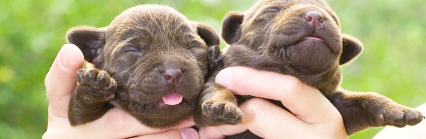 Labradoodle Milestones