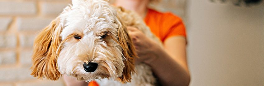 Why Coat Care is Crucial for Labradoodles