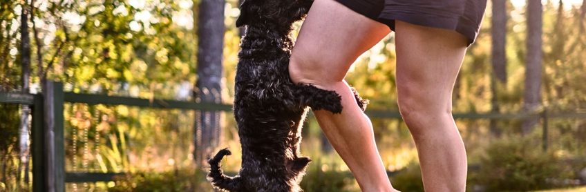 Why Labradoodle Puppies Hump and How to Stop this behavior?