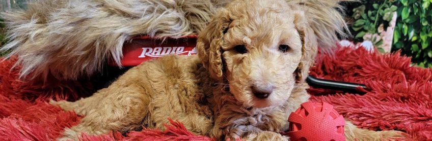 Why a Labradoodle “The WORLDS much LOVED WOOF”?
