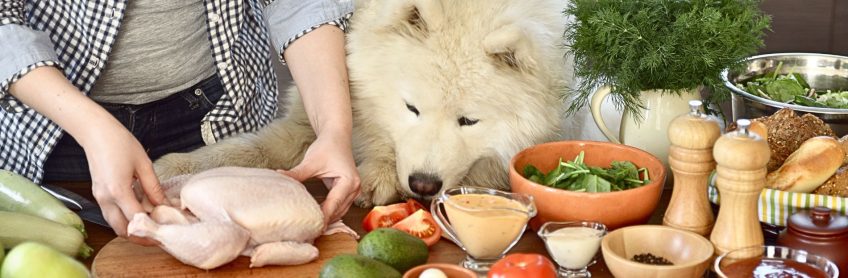 Why is Homemade Dog Food Important for Your Pet’s Health?