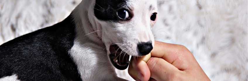 Why is Your Dog Teething and How Can You Help?