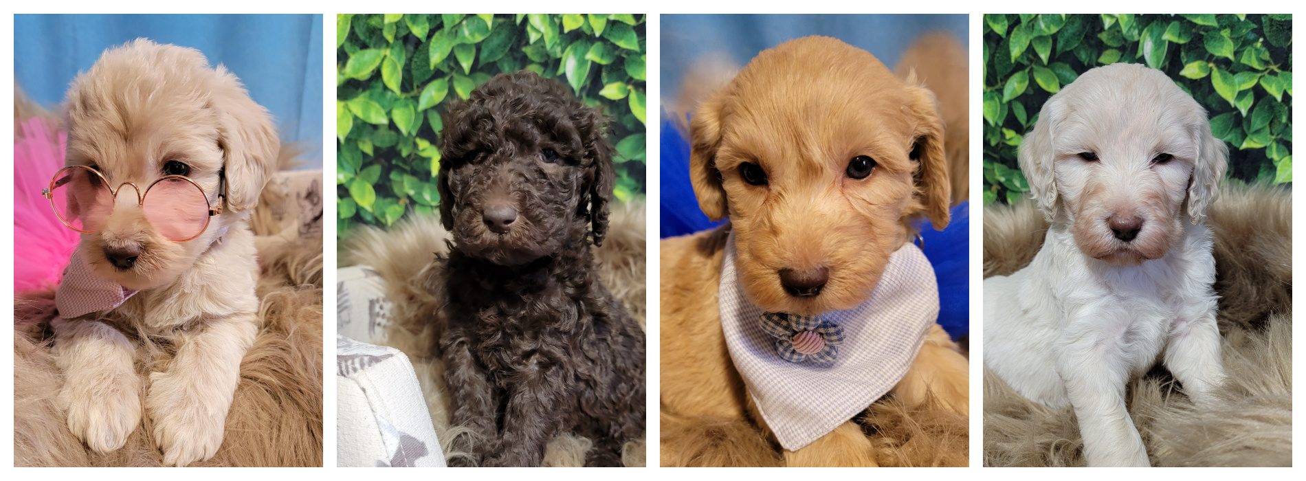 lucy-puppy-colors-at-labradoodles-by-cucciolini
