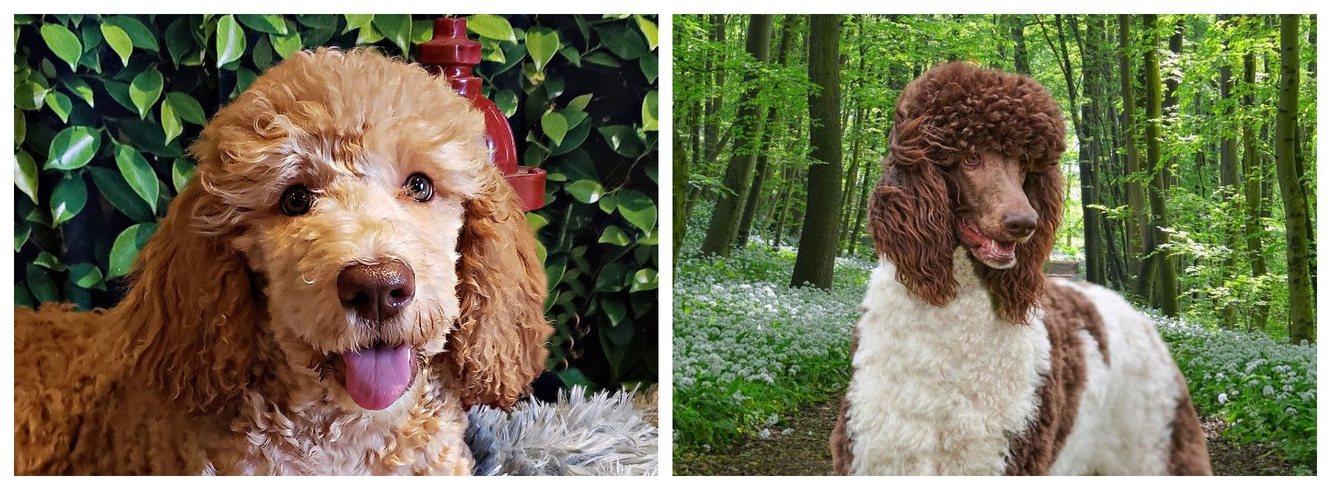 Red and Milo at Labradoodles by Cucciolini