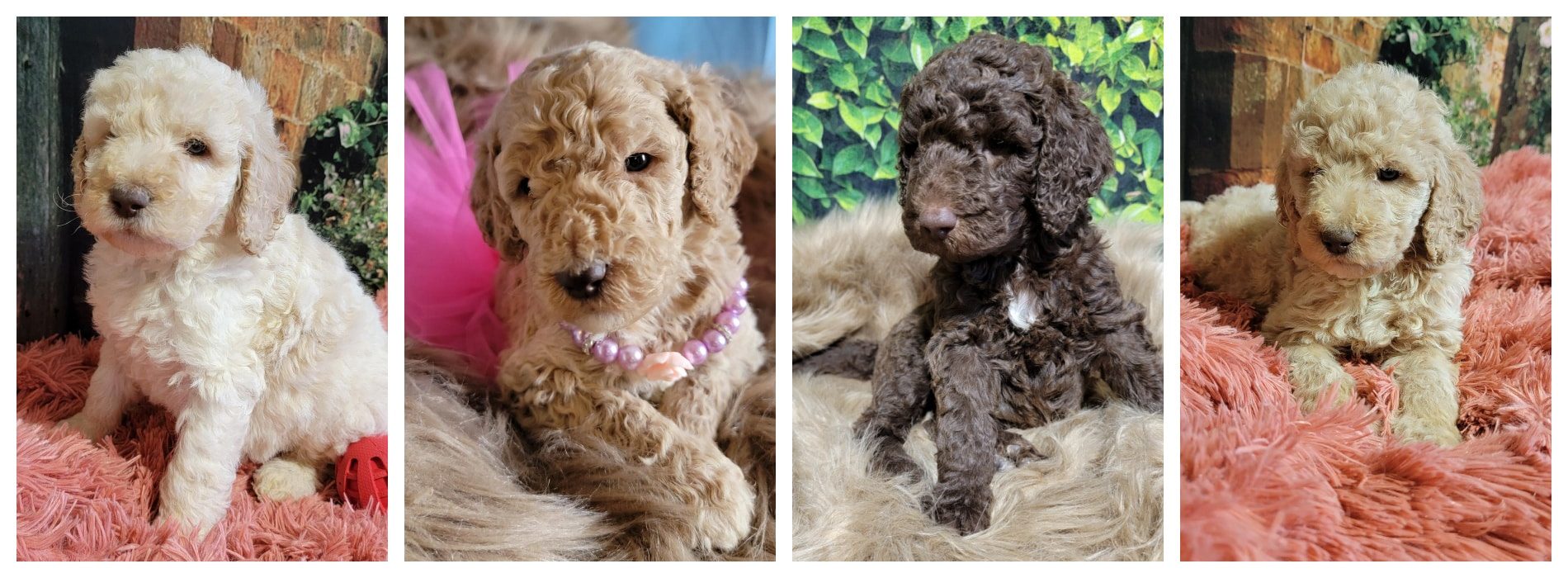 reds-puppy-colors-at-labradoodles-by-cucciolini